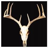 Deer Skull with Horns and Teeth, 10pt, 17'W
