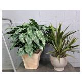 Lot Of 2 Evergreen & Yucca 2