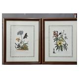 2x The Bid Georg Dionsius Ehret Prints