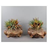 2x The Bid Large Terracotta Frog Planters