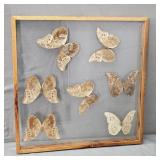 Wll Hung Blue Morpho Butterfly Collection