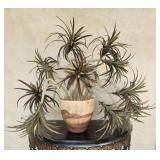 Inscribed Terra Cotta Planter W/ Faux Plants