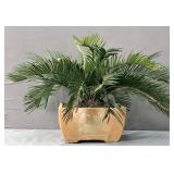 Sago Palm In 10' Square Terracotta Planter