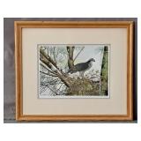 Paul Harpley Goshawk Signed & Numbered Print