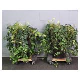 2x Bid Petunias In Large Plastic Planters