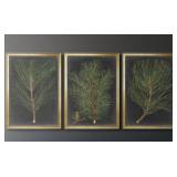 Corrigan Studio Dramatic Pine  See Link