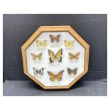 Framed Butterflies of Ontario Specimens