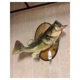 Taxidermy fish