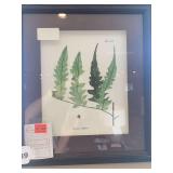 2 WALL PICTURES, 15”w x 17”h, POLYPODIUM LATIFOLIUM, ASPLENIUM LAETIUM