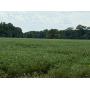 36 +/- Acres in Luce Twp, Spencer Co. - ABSOLUTE Real Estate Auction