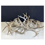 Deer Antlers