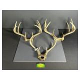 3 Racks of Deer Antlers