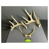 Deer Antlers