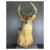 Mounted Whitetail Deer Shoulder Taxidermy