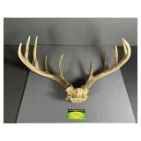 Large Rack of Deer Antlers