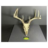 Deer Skull with Antlers