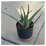 Beautiful Potted Aloe Vera plant
