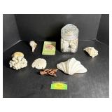 Seashells & More