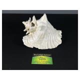 Large conch Shell