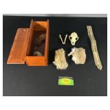 Small Animal Skull , Snake Skin, and More