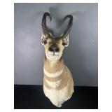 Pronghorn Antelope Shoulder Mount