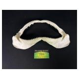 Shark Jaw Display