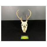 Deer Skull with Antlers
