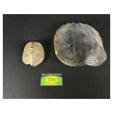 Two Turtle Shells for Display or Collection