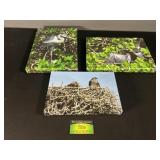 Bird Photo on Canvas Wall Decor