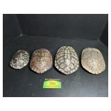4 Turtle Shells