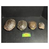 4 Turtle Shells