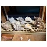 Conch Shells