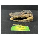 Small Taxidermy Alligator Head