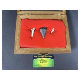 Sharks teeth and display