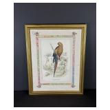 Macrocercus Aracanga Red & Blue Maccaw Framed
