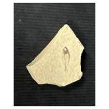 Small Fish Fossil in Stone