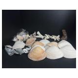 Shells and coral