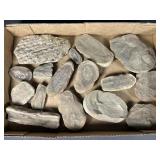 Mazon Creek IL Fossil Nodule Collection