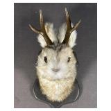 Jackalope Wall Mount Taxidermy