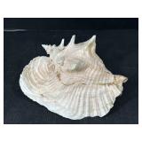 Chonch Shell