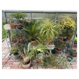 Large Potted House Plants