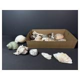 Seashells