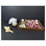 Seashells & More