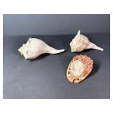 Seashells