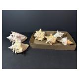 Seashells
