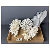 Coral pieces