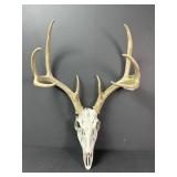 2012 IL Archery Whitetail Deer Skull & Antlers
