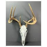 2016 Illinois Archery 8-Point Deer Skull & Antlers