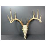 Whitetail Deer Skull with 10-Point Antlers
