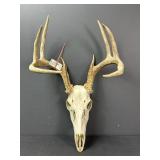 2023 IL Archery Whitetail Deer Skull & Antlers